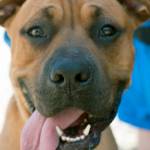 Axel: Adoptable Pet