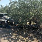 The California almond’s journey from orchard to grocery shelf
