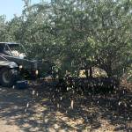 Brian van der Brug | Los Angeles Times                                Almonds fall from a tree as a specialized harvester shakes the trunk during the harvest.