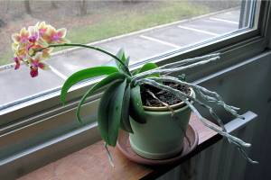 Elements of gardening: sun