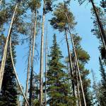 Jeremy Michael                                Lodgepole pines are famous for colonizing post-fire landscapes, a good example of a serotinous landscape. Its seeds love the carbon-rich soil that fire leaves behind.