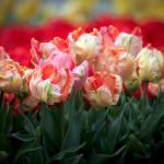 Linda J. Rose                                Tulips are one example of a bulb that needs cold winters for optimal growth. Our winters in Grays Harbor are mostly cold enough to grow them.