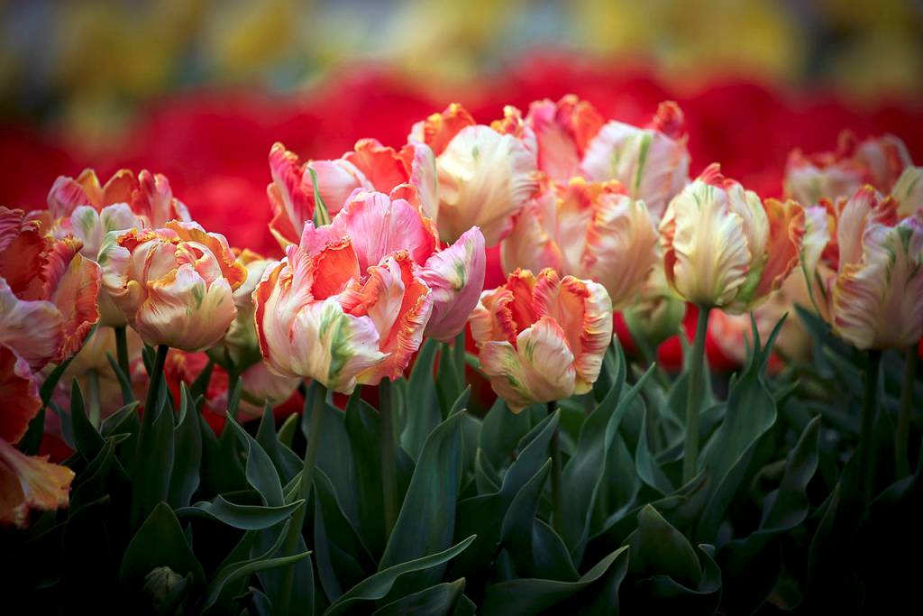 Linda J. Rose                                Tulips are one example of a bulb that needs cold winters for optimal growth. Our winters in Grays Harbor are mostly cold enough to grow them.