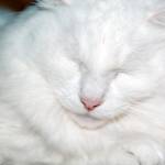 Adoptable Pet of the Week: Casper