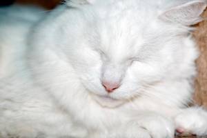 Adoptable Pet of the Week: Casper