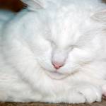 Adoptable Pet of the Week: Casper