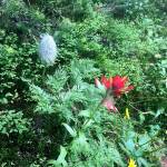 A Western pasqueflower, left, and an Indian paintbrush