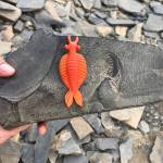 Louis Krauss | Grays Harbor News Group                                A fossil of Anomalocaris, or abnormal shrimp, at the Burgess Shale site in the Canadian Rockies, where numerous fossils as old as 508 million years can be found. The orange toy is a replica of what the creature might have looked like.