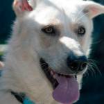 Adoptable Pet of the Week: Nalla