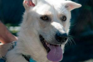 Adoptable Pet of the Week: Nalla