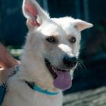 Adoptable Pet of the Week: Nalla