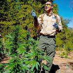 Illegal cannabis farms still scarring public lands, 2 years after California legalized marijuana
