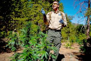 Illegal cannabis farms still scarring public lands, 2 years after California legalized marijuana