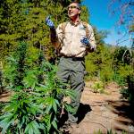 Illegal cannabis farms still scarring public lands, 2 years after California legalized marijuana