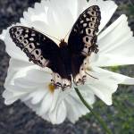 This is a Cupcake & Saucer cosmos being visited by a female Great Spangled Fritillary butterfly. The garden has at least four varieties of cosmos available for seed gleaning.