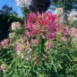 Master Gardener: First Saturday workshops return