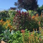 Photos courtesy WSU Master Gardeners                                The WSU Master Gardener Elma Demonstration Garden shows several colorful plants that will be featured in the Oct. 5 workshop.