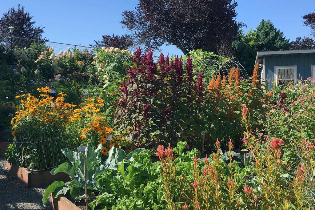 Photos courtesy WSU Master Gardeners                                The WSU Master Gardener Elma Demonstration Garden shows several colorful plants that will be featured in the Oct. 5 workshop.
