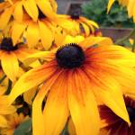 A reliable summer bloomer, there are three varieties of Rudbeckia in the garden from which visitors may wish to gather seed.