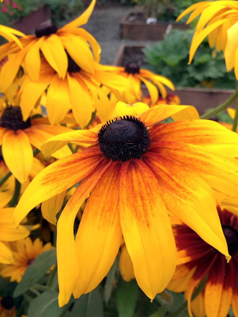 A reliable summer bloomer, there are three varieties of Rudbeckia in the garden from which visitors may wish to gather seed.