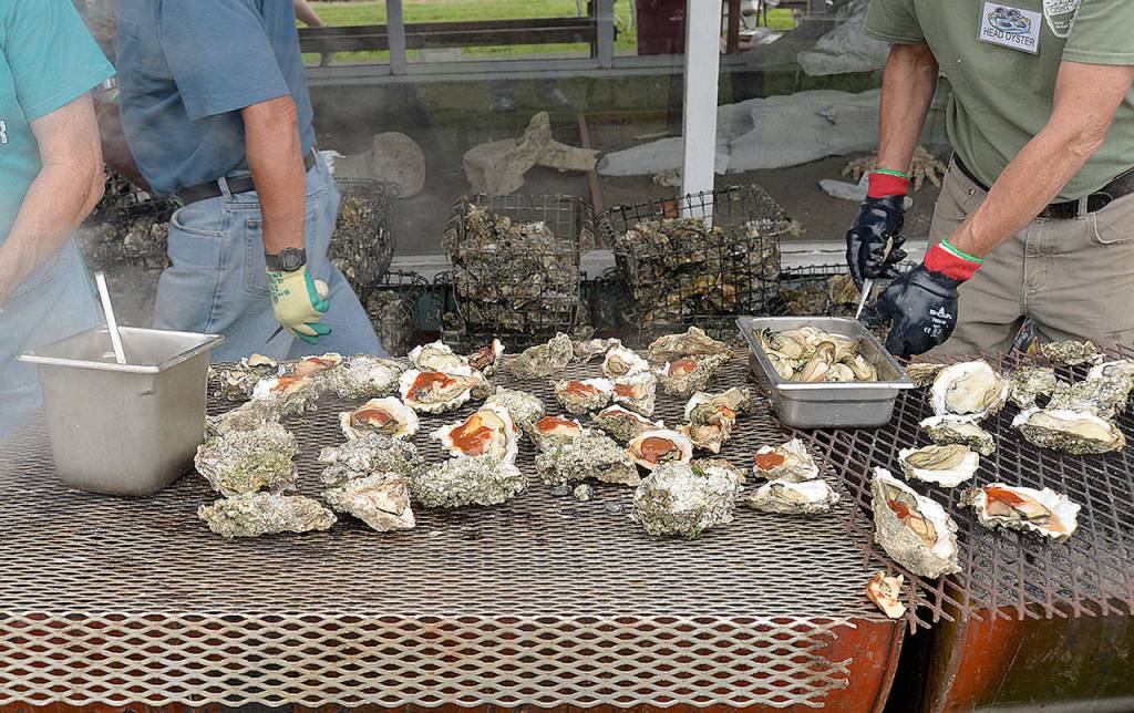 DAN HAMMOCK | GRAYS HARBOR NEWS GROUP                                Staff from Bradys Oysters will be serving up barbecued and steamed oysters at the annual all-you-can-eat feed Saturday.