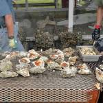 DAN HAMMOCK | GRAYS HARBOR NEWS GROUP                                Staff from Bradys Oysters will be serving up barbecued and steamed oysters at the annual all-you-can-eat feed Saturday.