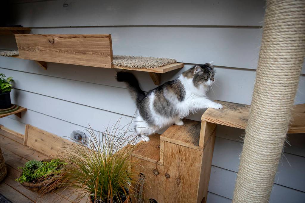 Elizabeth Flores | Minneapolis Star Tribune                                Coco climbs steps in her three-season room, which is built onto the back of the garage.