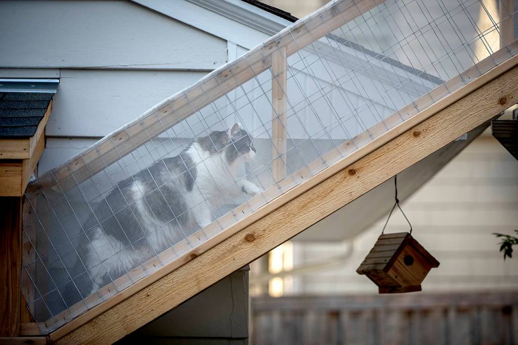 Elizabeth Flores | Minneapolis Star Tribune                                Coco walks through the breezeway connecting her catio to the main house.