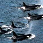 Southern resident orcas, including newest baby, visit Puget Sound