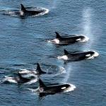 A pod of orca whales surface to breath as they swim close to shore near Lim Kiln State Park on San Juan Island recently. (Dean J. Koepfler/Tacoma News Tribune)