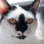 Daisy May: Adoptable Pet of the Week