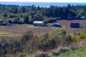 Harvest time: Festival features cranberries, parade and Bog Jog
