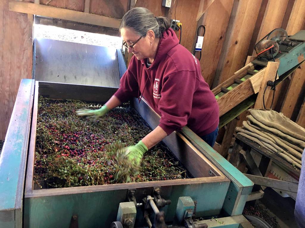 A machine helps workers separate berries from stems at the Reichenberger farm, where those who buy bog tour tickets can visit.