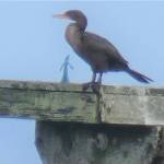 A Damon Point mystery — Gumby or Groot?