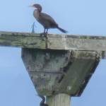 A Damon Point mystery — Gumby or Groot?