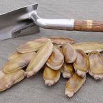 COURTESY FISH AND WILDLIFE                                If marine toxin tests come back clean this week, a full slate of razor clam digs is set to kick off at north and south beaches Oct. 26.