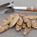 COURTESY FISH AND WILDLIFE                                If marine toxin tests come back clean this week, a full slate of razor clam digs is set to kick off at north and south beaches Oct. 26.