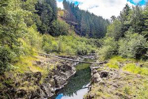 Chehalis Basin board sets sights on saving Chinook