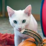 Bubba: Adoptable Pet
