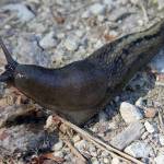 Pesticides: safe handling and alternative options