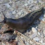 Slugs can be controlled with products containing the active ingredient iron phosphate. These are made from naturally occurring elements and are safe for use around people, pets and other non-target organisms.