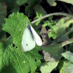 Kolforn photo                                The larvae of the white cabbage butterfly are true pests in the vegetable garden. Host plants for cabbage worms include broccoli, cauliflower, Brussels sprouts, collards and kale.