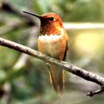 file photo                                 The rufous hummingbird is among those in Washington most threatened by climate change.
