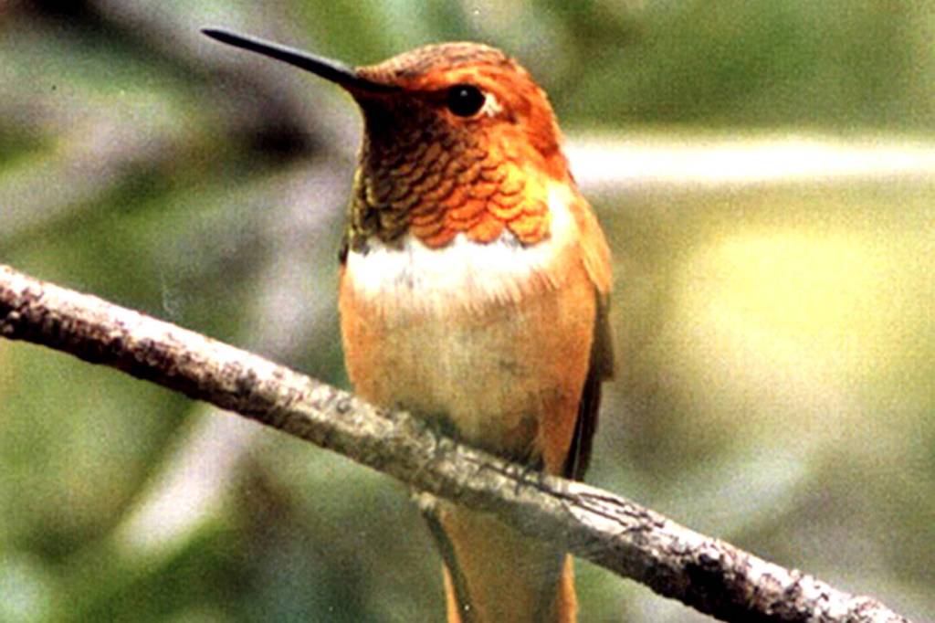 Study: Washington bird species could face serious population declines