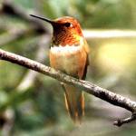 The rufous hummingbird is among those in Washington most threatened by climate change. (file photo)