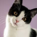 Garth: Adoptable Pet of the Week
