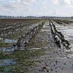 Oyster growers abandon quest to use controversial insecticide in Twin Harbors tidelands