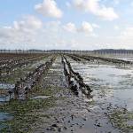 (The Daily World file photo) This shot of oyster lines near Westport at low tide shows how the mud is loaded with burrowing shrimp, indicated by the small bumps. The barren area to the right was suitable for oyster growing before the shrimp took over.