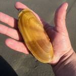 DAN HAMMOCK | GRAYS HARBOR NEWS GROUP                                Seven days of digging for razor clams beginning Oct. 26 at Copalis and Mocrocks beaches have been approved. Tentative digs scheduled for Twin Harbors and Long Beach are on hold pending another round of marine toxin tests.