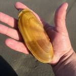 DAN HAMMOCK | GRAYS HARBOR NEWS GROUP                                Seven days of digging for razor clams beginning Oct. 26 at Copalis and Mocrocks beaches have been approved. Tentative digs scheduled for Twin Harbors and Long Beach are on hold pending another round of marine toxin tests.